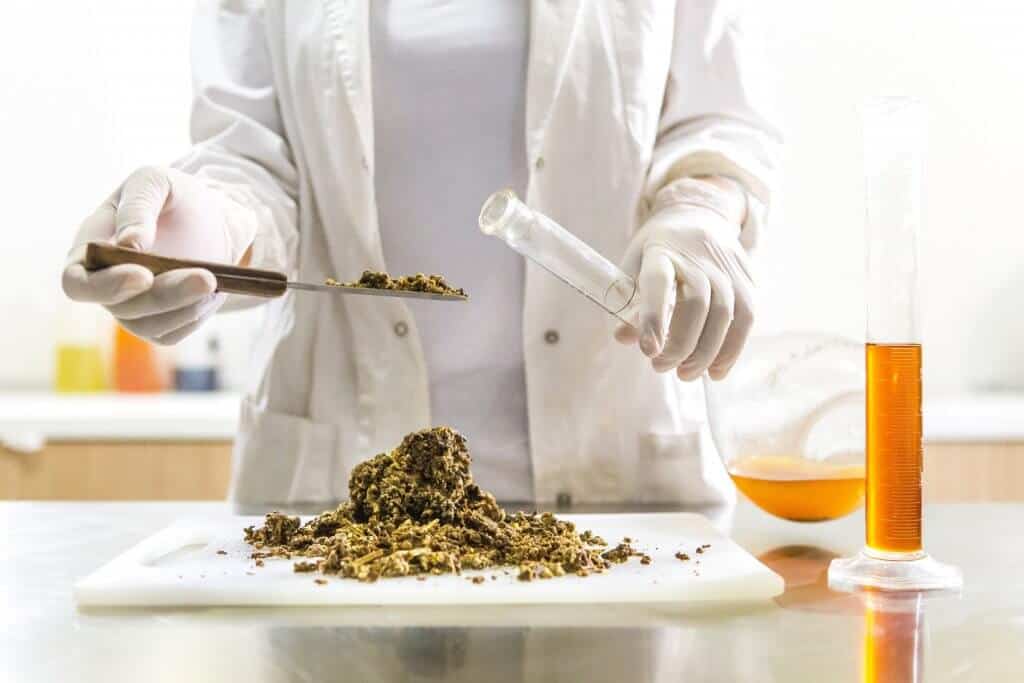 The History Of CBD: A Breakdown of Cannabis & Hemp in America
