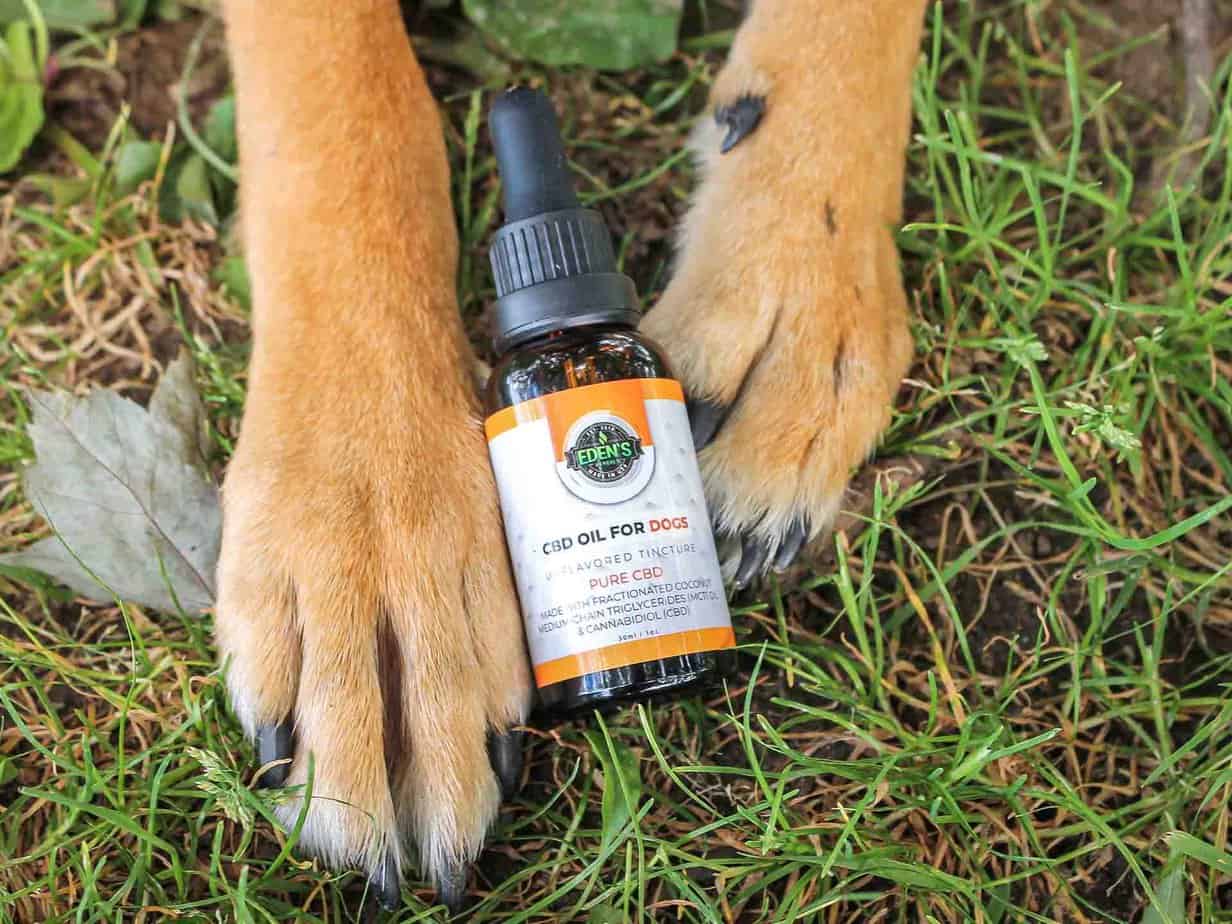 Eden's Herbals CBD Oil Tincture for Dogs Gallery Image 1