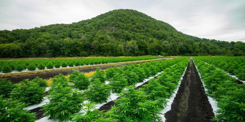 Is ‘urbanXtracts’ CBD Legit? – A Real Tested CBD Brand Spotlight Review