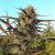 Amore Flower Co. Magic Potion CBD Flower