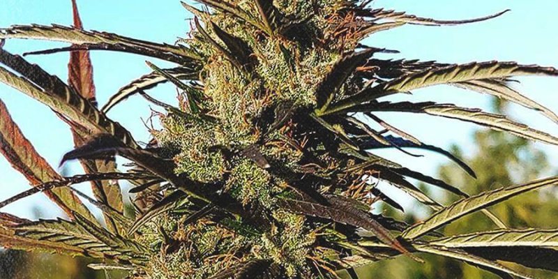 Is ‘Amore Flower’ Legit? – A Real Tested CBD Brand Spotlight Review