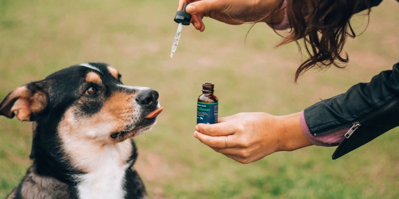 Real Tested CBD Reviews: Top 7 CBD Oils for Pets
