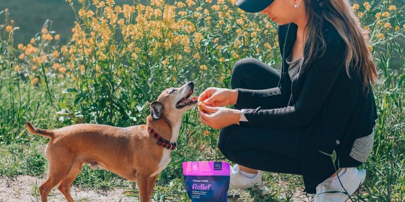 Real Tested CBD Reviews: Top 5 CBD Pet Treats