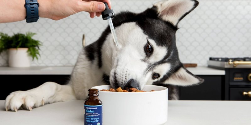 Nevada Becomes First State to Allow CBD Treatment Through Your Vet