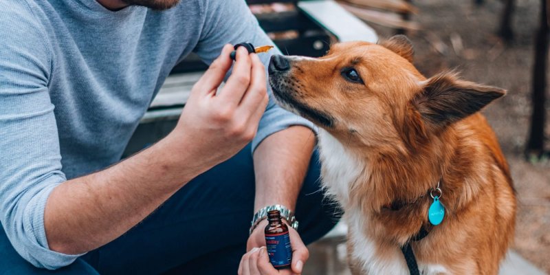 Real Tested CBD Reviews: Top 5 CBD Oils for Pets