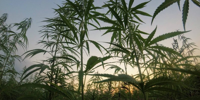 Delta-8 Regulations: Is Texas Next?